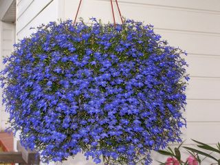 Lobelia Richardii