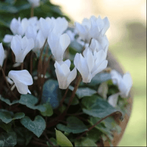 winter flowers three cool