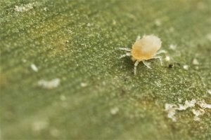 Do Your Potted Plants Have Soil Mites And Should You Get Rid