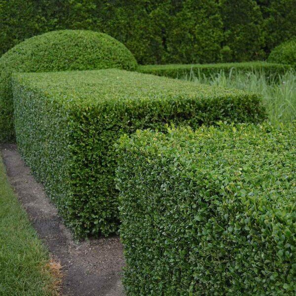 Buxus (Box) Buxus (Box)