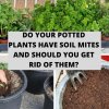 Do Your Potted Plants Have Soil Mites And Should You Get Rid Of Them