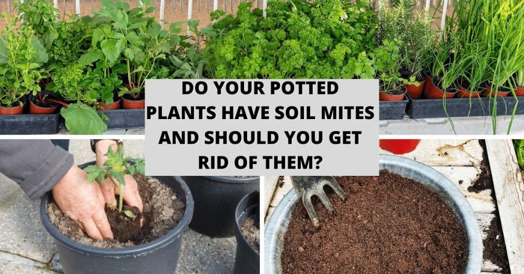 Do Your Potted Plants Have Soil Mites And Should You Get Rid Of Them