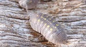 grey mites grey mites