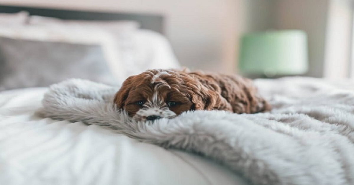 puppy in a Comfortable furniture