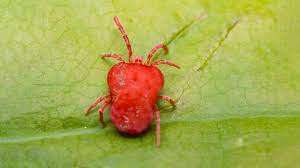 red mites red mites