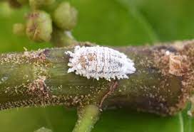 white mites