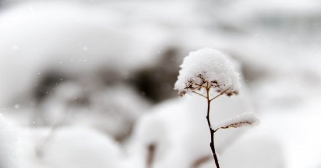 Winter Flowers: Three Cool Flowers that Bloom in Winter