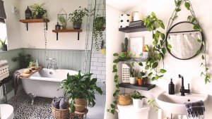 Potted Shelf Plants