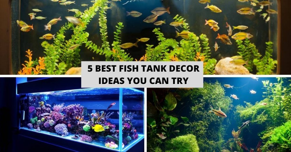 5 Best Tank Decor Ideas You Can Try Guy About Home