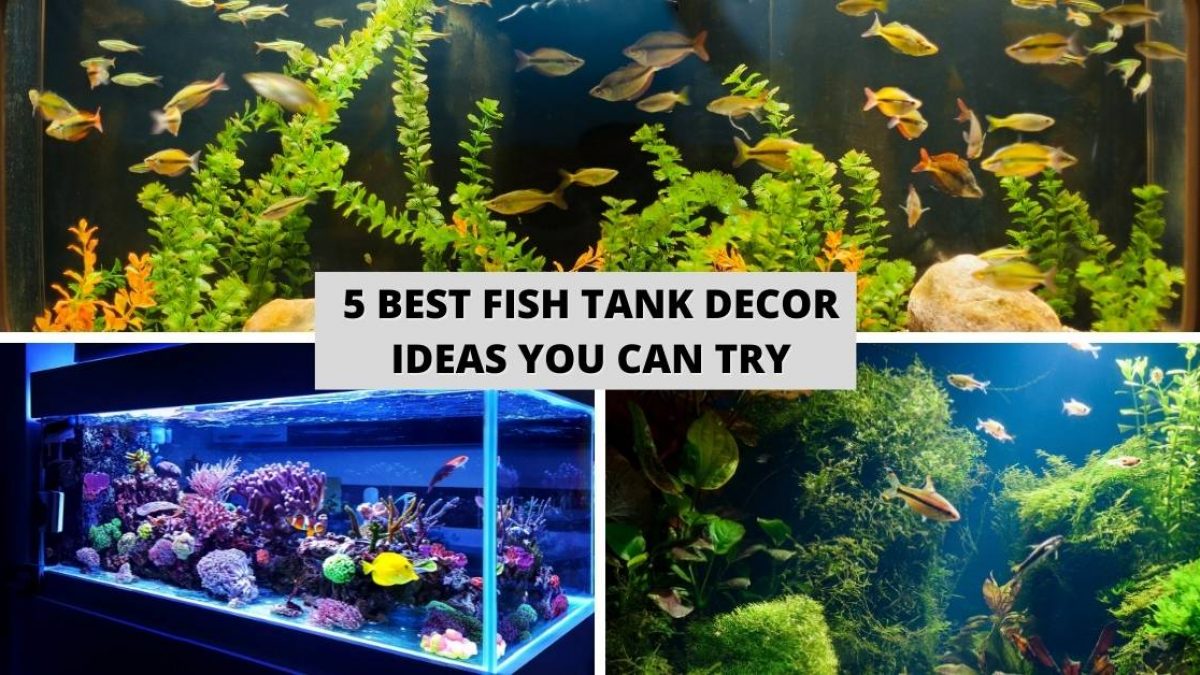 Why Are Aquarium Decorations So Expensive? (4 Main Reasons)