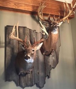 Deer mounts