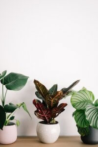Florals and Greenery Florals and Greenery
