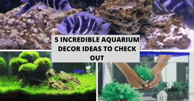5 Incredible Aquarium Decor Ideas to Check Out
