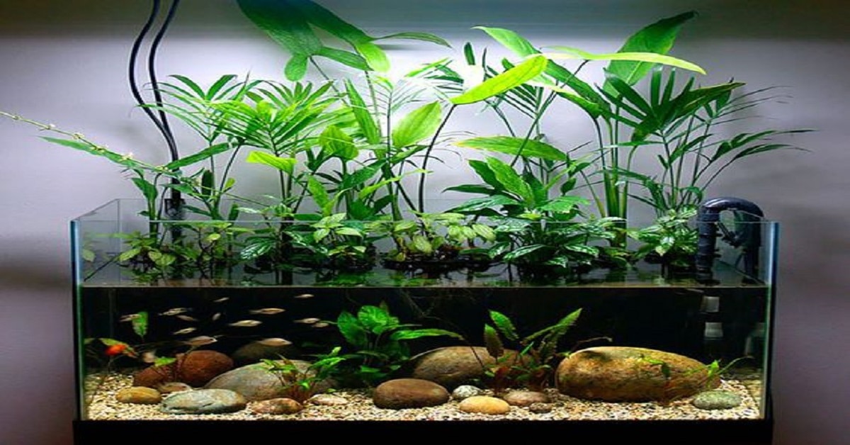 Add Some Plants Add Some Plants