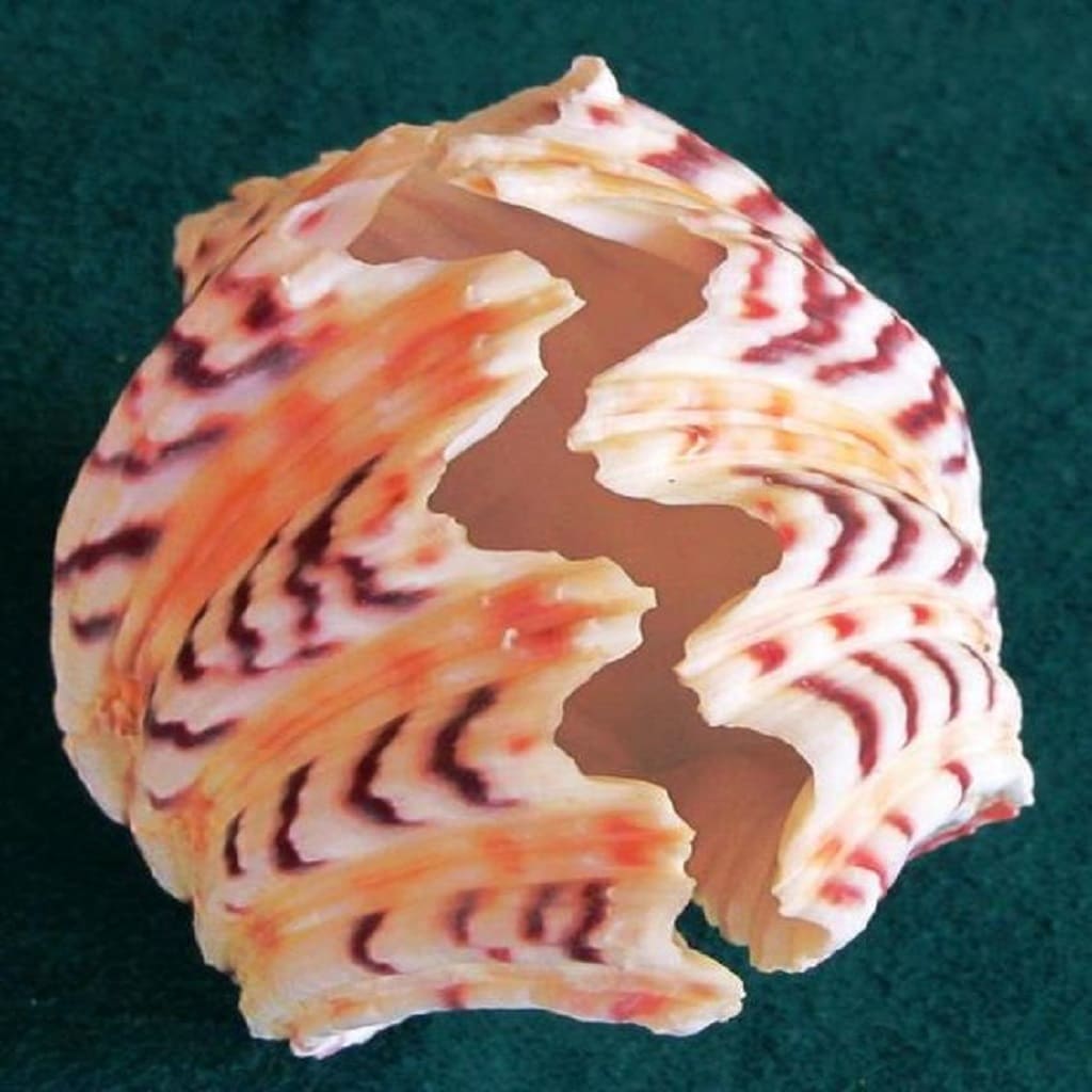 Add Some Shells Add Some Shells