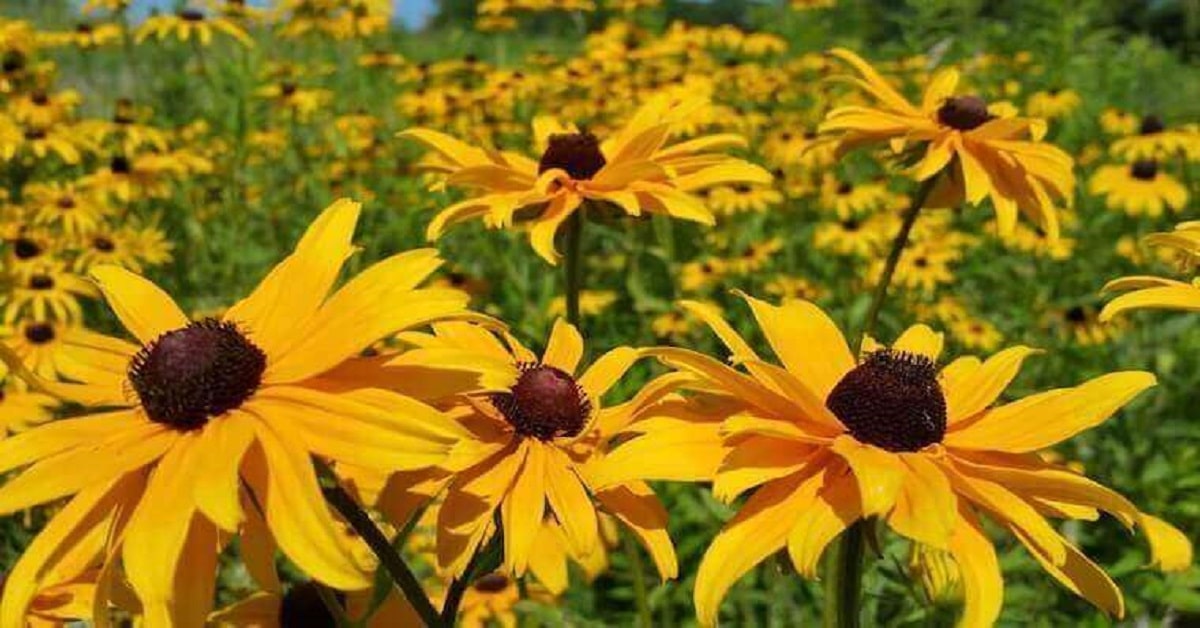 13 Flower Bed Quotes 13 Flower Bed Quotes