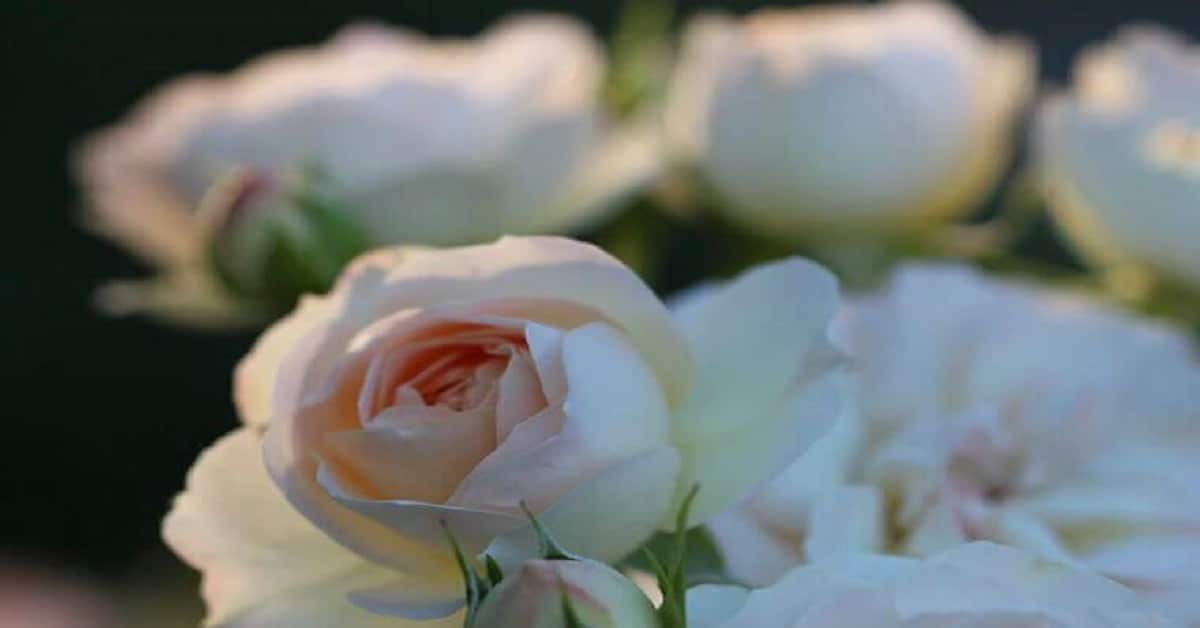 16 Rose Garden Captions 16 Rose Garden Captions