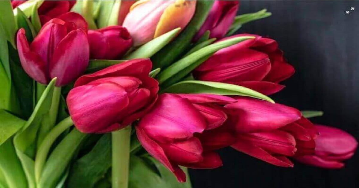 17 Flowers From the Garden Quotes 17 Flowers From the Garden Quotes