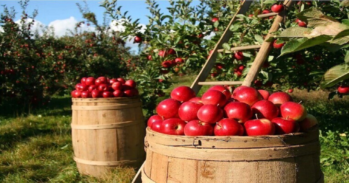apple basket 