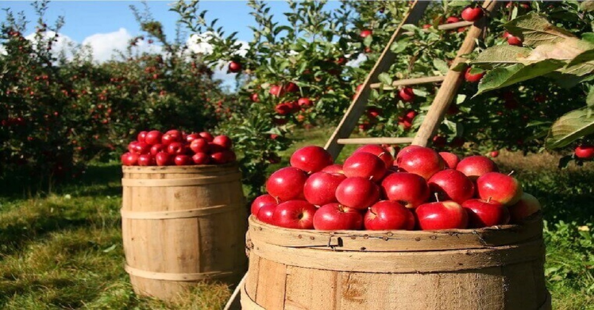 apple basket apple basket