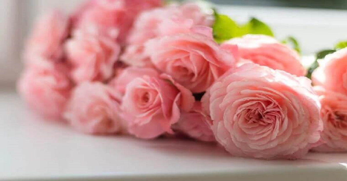 23 Rose in My Garden Quotes 23 Rose in My Garden Quotes