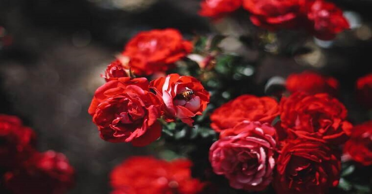 Rose as a symbol of love, a short history Rose as a symbol of love, a short history