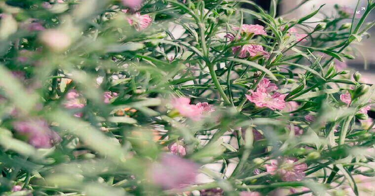 beautiful flower garden beautiful flower garden