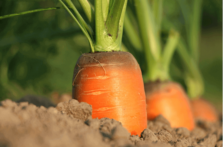 close up of a carrot in soil