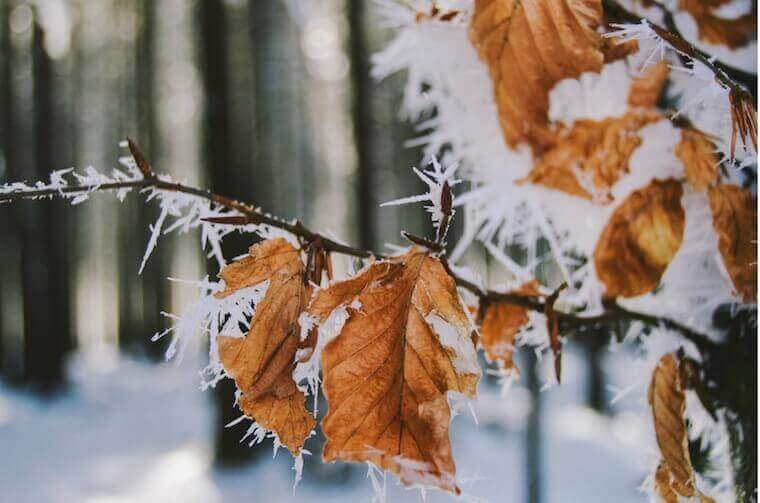  close up of dried orang leaves during winter