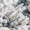 close up of white leaves