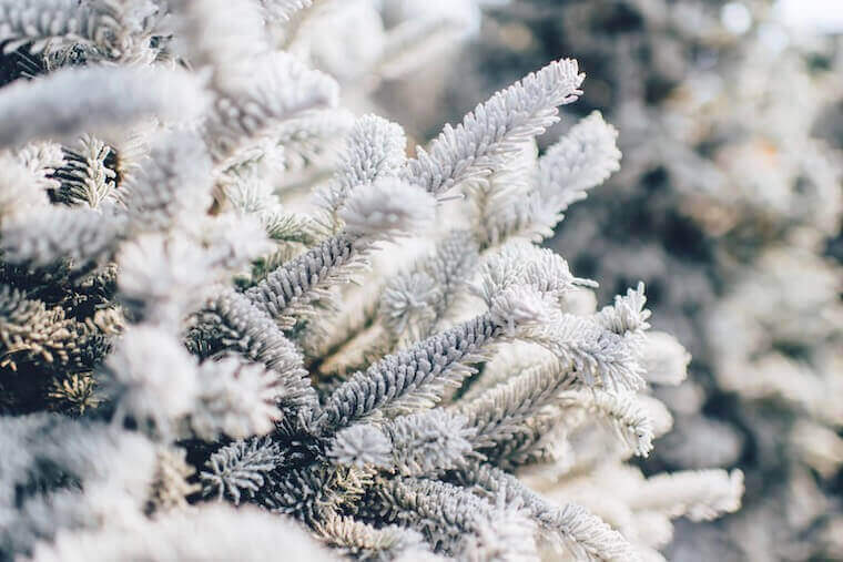 close up of white leaves