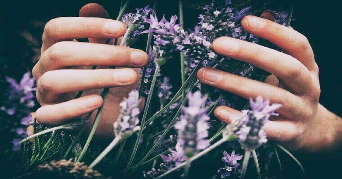 Gardening has skyrocketed; understandably as it gives us a dose of sweet serotonin! Here are 27 growing plant quotes to help rekindle your love for plants. Gardening has skyrocketed; understandably as it gives us a dose of sweet serotonin! Here are 27 growing plant quotes to help rekindle your love for plants.