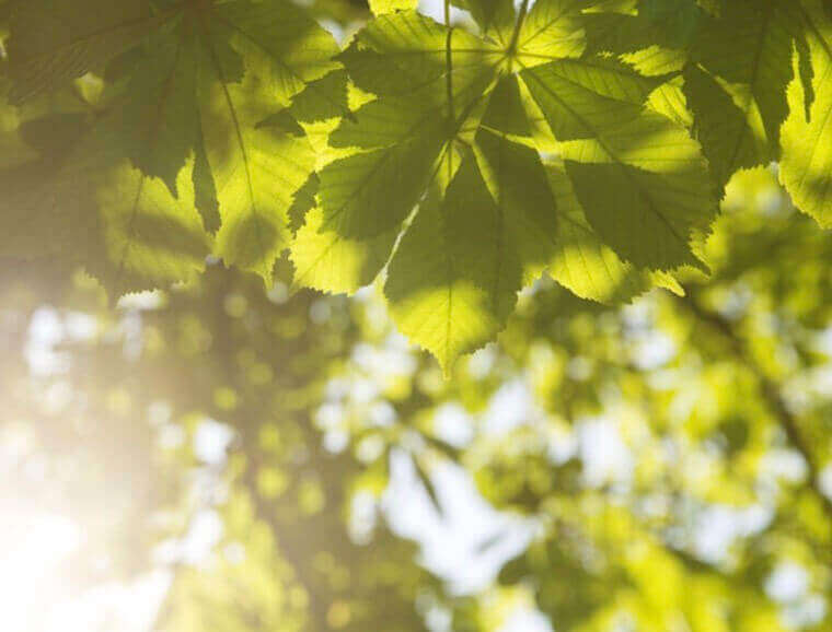 green chestnut leaves with lens flare image