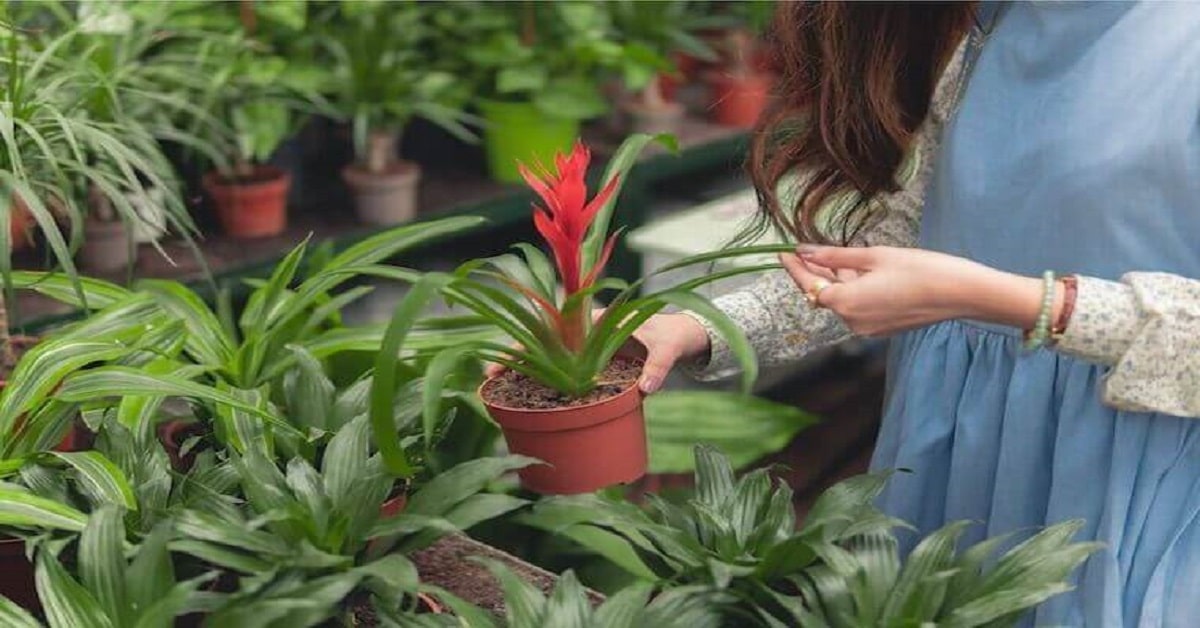 grow herbs in their gardens. grow herbs in their gardens.