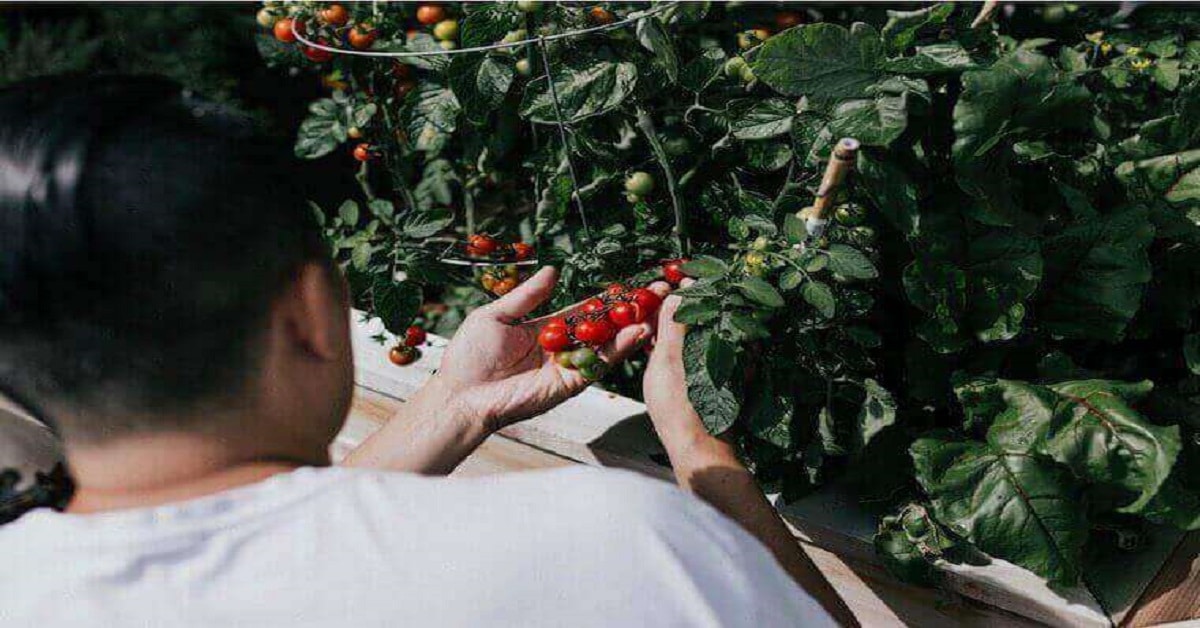 Growing your own food is like printing your own money Growing your own food is like printing your own money