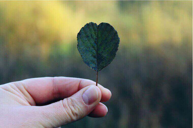 hand holding a small leaf 