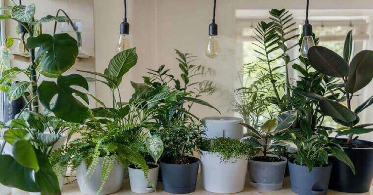 House plant House plant