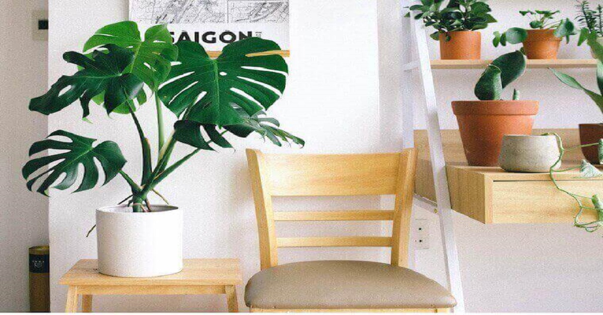 houseplant houseplant