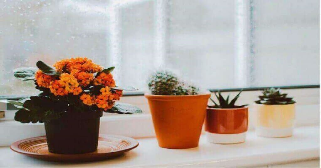 35 Indoor Plants Quotes to Inspire You to Decorate Your Home
