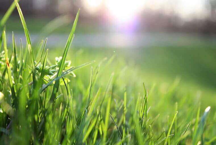 grass field