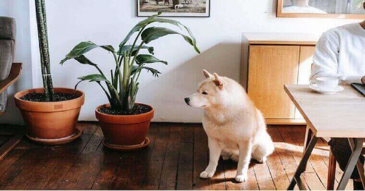 Noteworthy Indoor Plant Quotes Noteworthy Indoor Plant Quotes