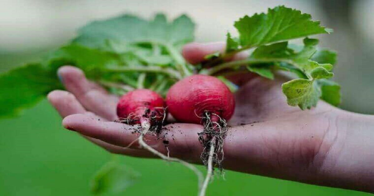 nurturing our garden nurturing our garden