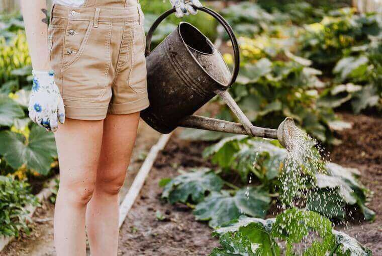 person in brown shorts watering plants with a watering can in a garden