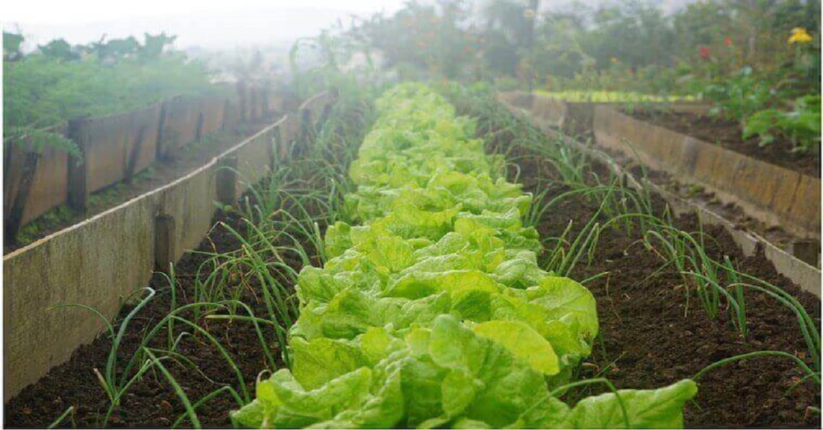 Vegetable Garden Vegetable Garden