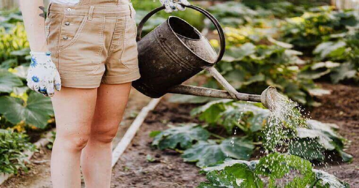 Watering plants Watering plants