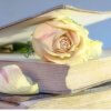 white rose placed on top of the book cover