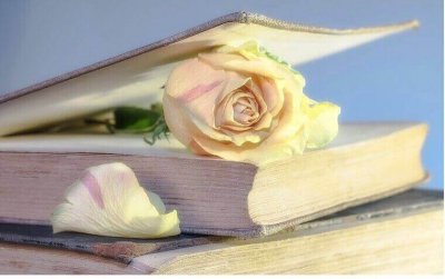 white rose placed on top of the book cover