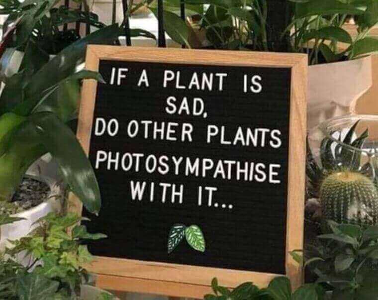 ‘If a plant is sad, do other plants photosympathise with it’ sign with plants surrounding it
