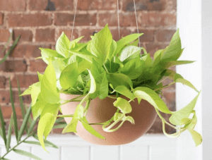 Neon Pothos Neon Pothos