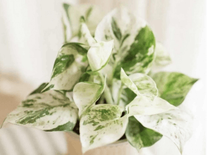 Pearl and Jade Pothos